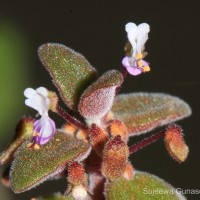 Coleus prostratus (Gürke) A.J.Paton